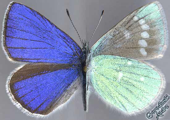 lycaenidae/Albulina galathea chitralica.jpg